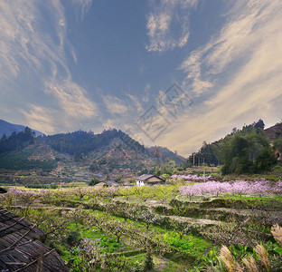 广东省川县地铁区PeachBlosso图片