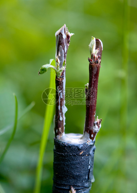 通过嫁接改造苹果树图片