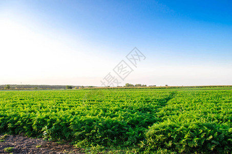 野外种植胡萝卜有机蔬菜地貌农业图片