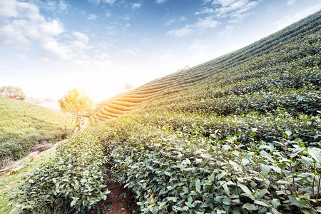 美丽的茶园风景图片