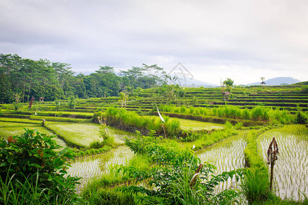 印度尼西亚巴厘岛稻田图片
