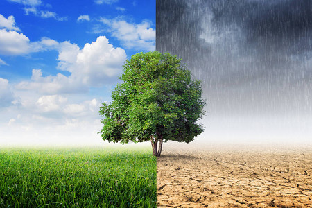 环境变化的树木景观气候变化的概念图片