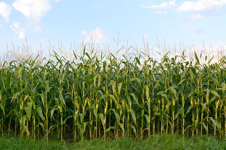的玉米的一片绿色领域图片