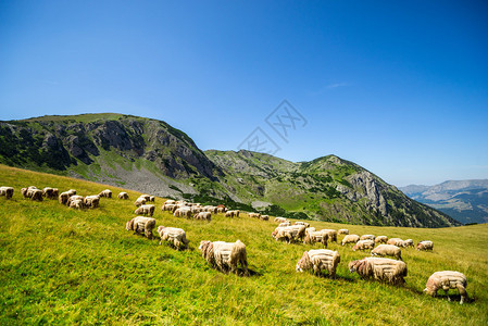 牧羊在山的绿色山丘上图片