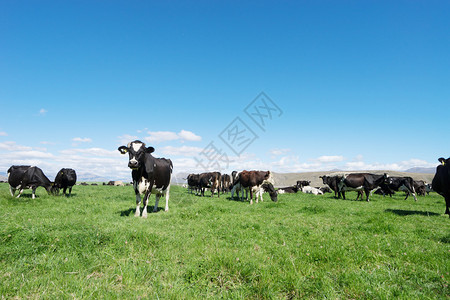 在新西兰夏日与牲畜一背景图片