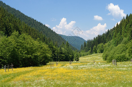 夏季景观开满鲜花的绿色草地山谷晴天图片