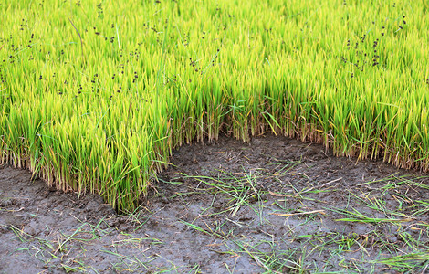 农村业田种植绿稻图片