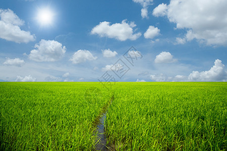 绿稻和蓝天图片