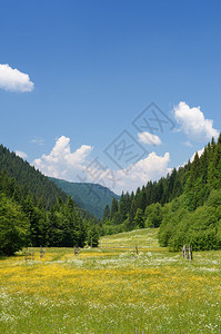 夏季景观山谷中开满鲜花的绿色草地山坡上的森林晴天图片