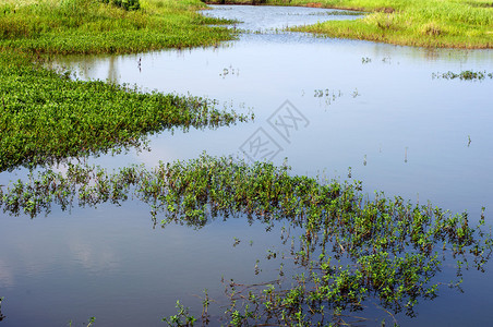 南方沼泽湿地图片