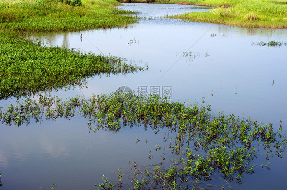 南方沼泽湿地图片