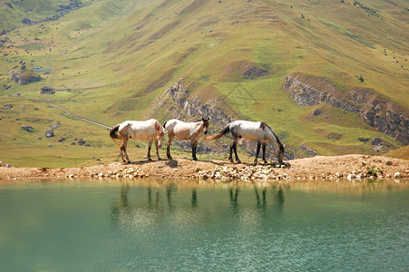 湖边三匹马图片