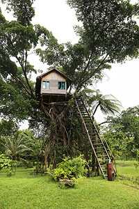 树屋瓦努阿图图片