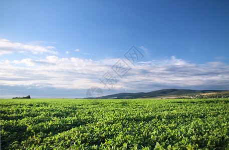 夏末绿化大豆田背景图片