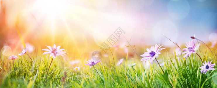田野上的雏菊抽象的春天风景图片