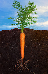 将胡萝卜与根植于地面和天空全图片