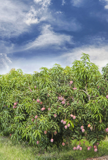 带芒果的芒果图片