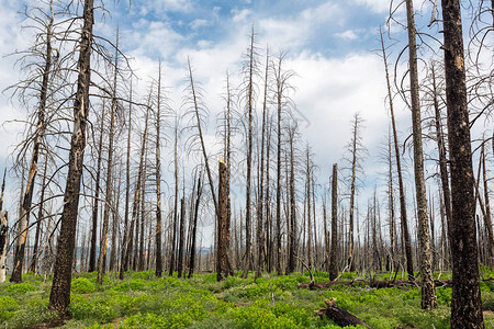 枯木森林新的开始图片