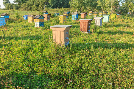夏季农场养蜂场图片