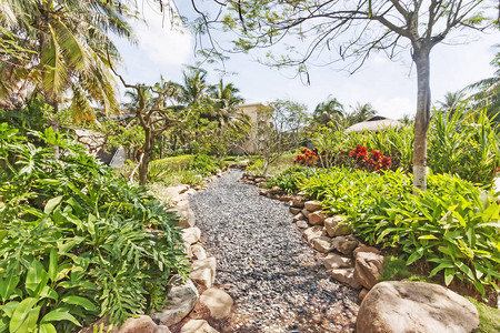 海南岛热带花园的灰色图片