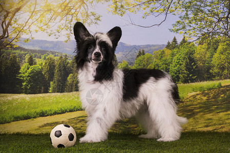夏日草地上玩耍的中华冠毛犬图片