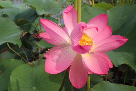 粉红色的莲花和莲花植物图片