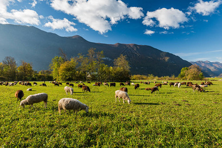 牧羊在青草牧场上背景图片
