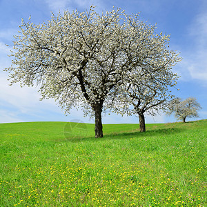 春天风景中盛开的樱桃树图片