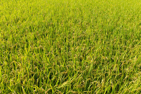 新鲜稻田图片