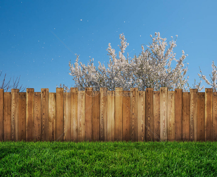 后院的春花树和花园的木栅栏图片