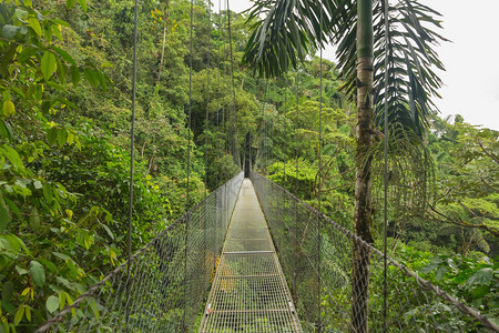 哥斯达黎加自然雨林公图片