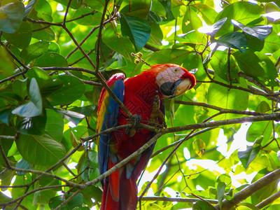 哥斯达黎加ScarletMacawCorcova图片