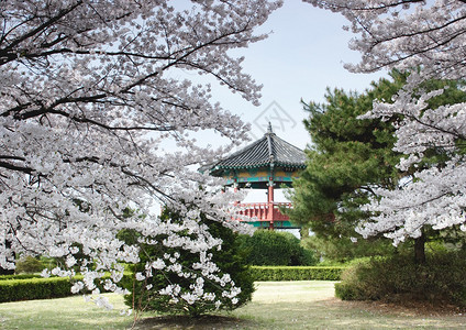 韩国首尔附近公园的树木布置了传统风图片