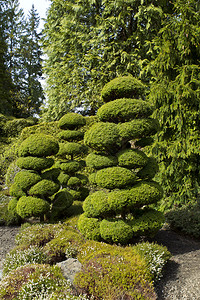 在日本花园中树状结实的树木背图片
