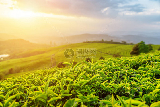 令人惊叹的年轻上部新鲜明亮的绿茶叶在日落光线的茶园背景中可以看到成排的茶树丛和色彩斑斓的夜空般的图片