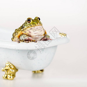 近距离观看可爱绿青蛙在小豪华浴缸里图片