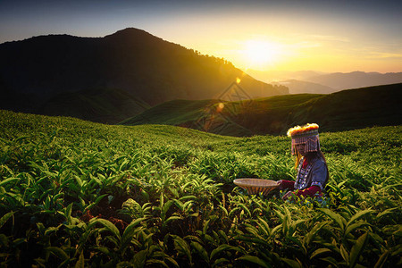 Palas茶叶种植园上天升起图片