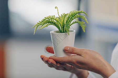 在花盆中摘取女手将生植物放入图片