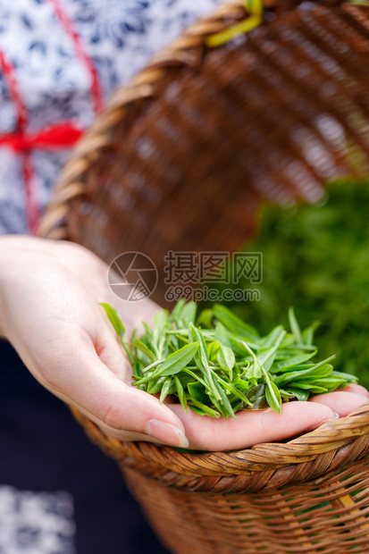 传统服装采茶的亚洲漂亮女孩但以传统服图片