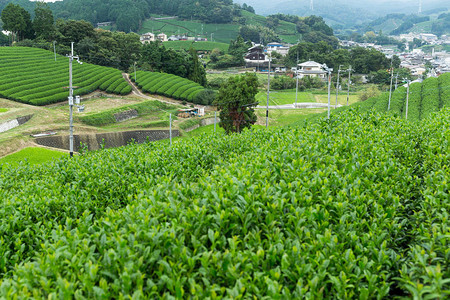 日本的绿茶种植园图片