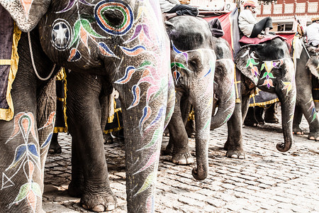 印度拉贾斯坦邦斋浦尔琥珀堡大象驱动力人类发展图片