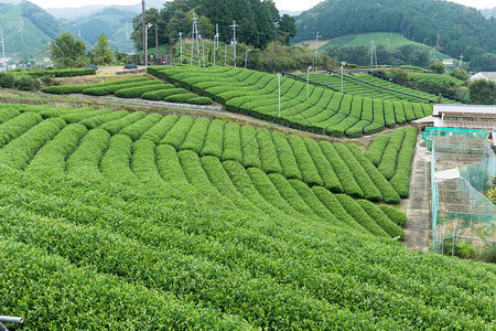 茶园农场景观图片