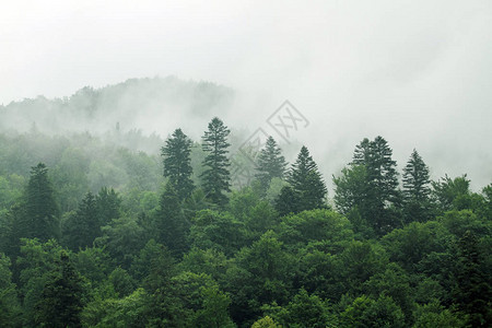 老云杉冷杉和松树森林中的健康绿树日出时雾中云杉背景图片
