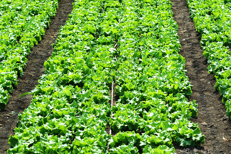 绿色沙拉种植生态农图片