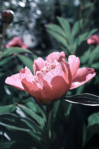 粉红色牡丹花与绿叶的特写图片