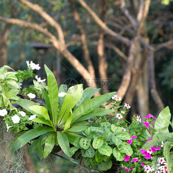 花园里有Fern和其图片