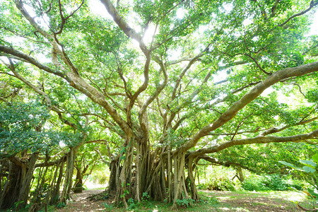 冲绳的大榕树图片