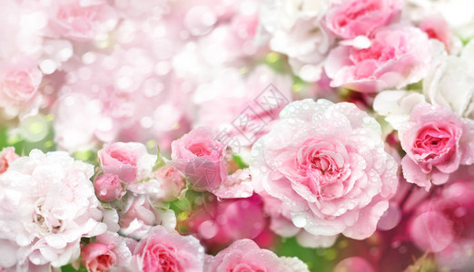 关闭开花的粉红色玫瑰花图片