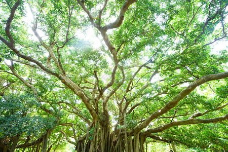 冲绳的大榕树图片