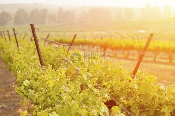 美丽的露什葡萄树藤园在晨雾和太阳中与空间为图片